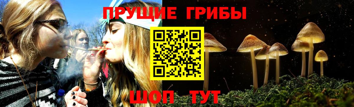 Галлюциногенные грибы Psilocybe Тара