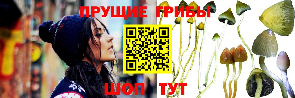 Галлюциногенные грибы Magic Shrooms  наркотики  Тара  Вход с VPN  Галлюциногенные грибы ЛСД 
